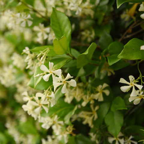 Confederate Jasmine displays lime-green foliage with fragrant blooms for bright garden color