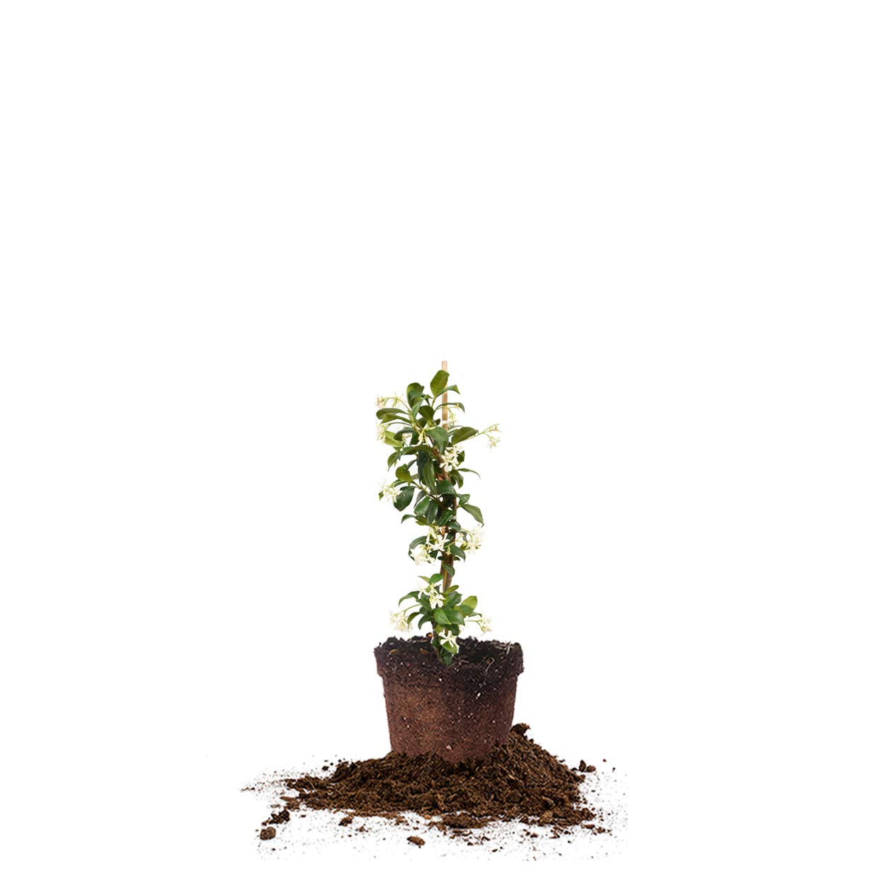 Perfect Plants Confederate Jasmine live plant in 1 gallon pot ready for outdoor planting