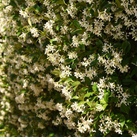 Pale pinwheel flowers on Confederate Jasmine add spring fragrance and visual interest