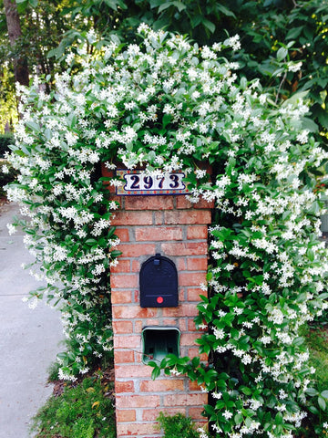 Confederate Jasmine trained along a trellis for a decorative, fragrant garden feature