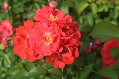 Perfect Plants Coral Drift planted along a bed edge demonstrates a low spreading habit