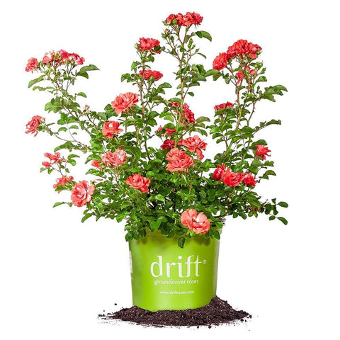 Perfect Plants Coral Drift bloom close-up shows vibrant coral petals for garden color