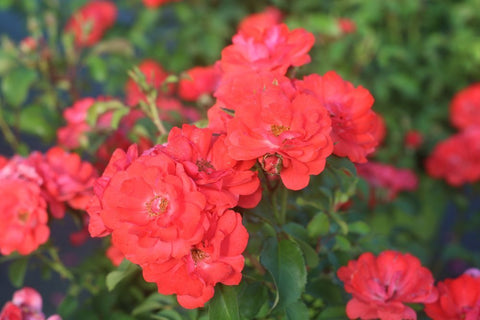 Perfect Plants Coral Drift groundcover in mulch bed adds a bright even spread