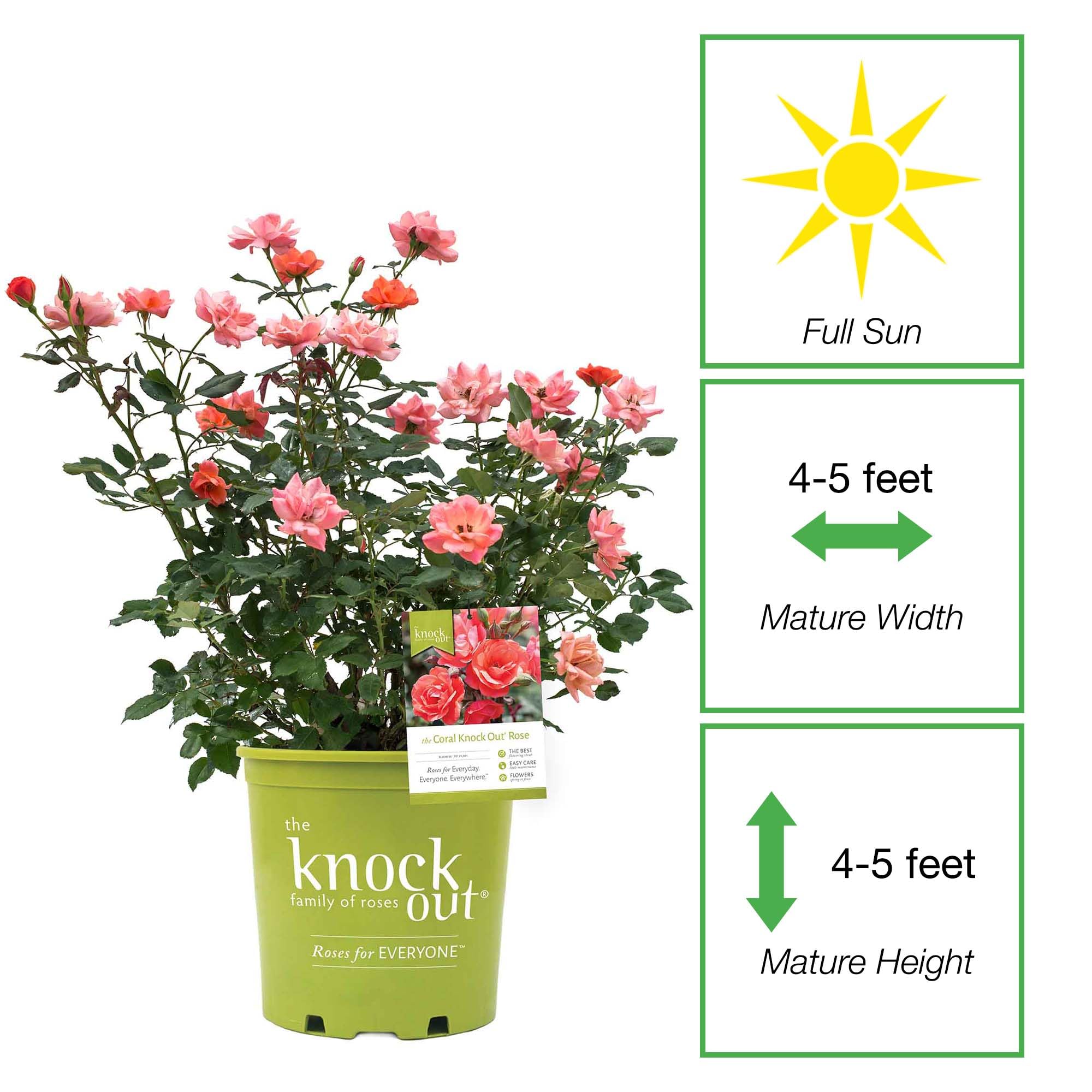 Perfect Plants Coral Knock Out Rose in full bloom offers continuous garden color.