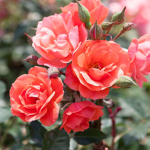 Perfect Plants Coral Knock Out Rose in a container adds drama to small spaces.