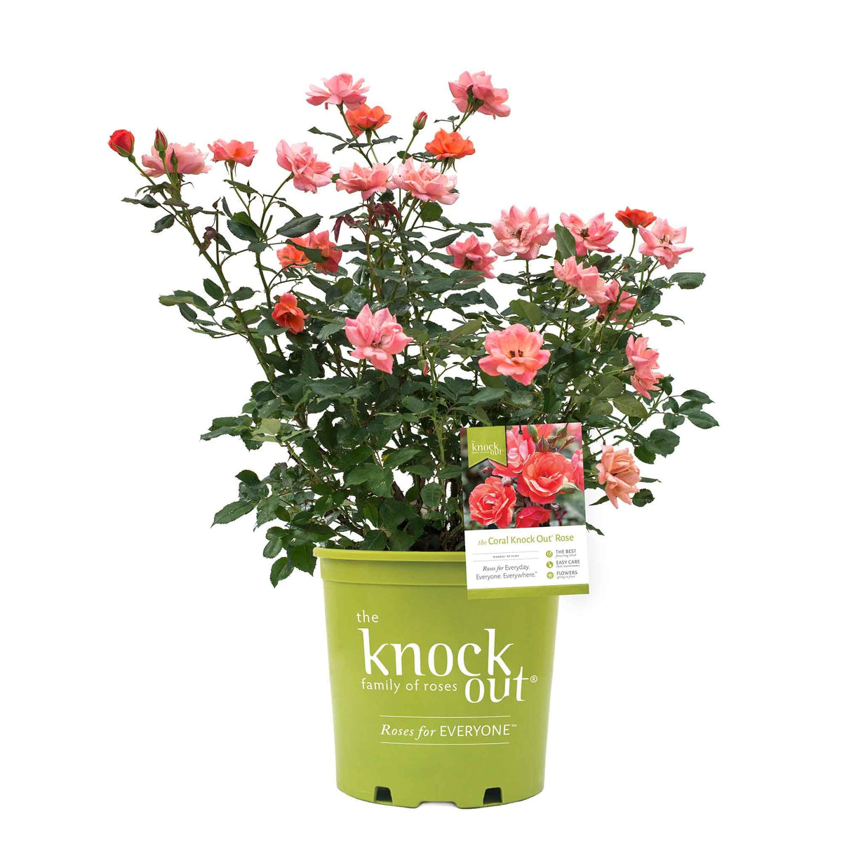 Perfect Plants Coral Knock Out Rose closeup buds show vibrant coral color for borders.
