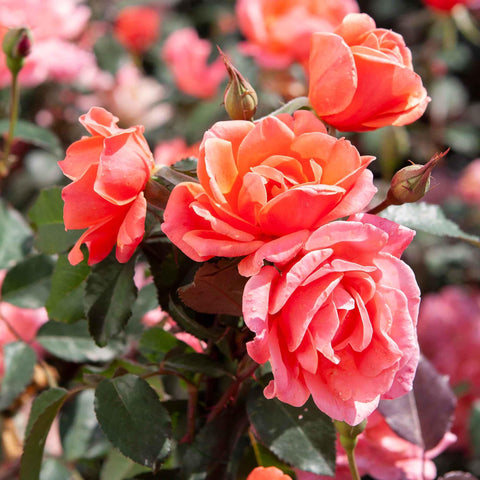 Perfect Plants Coral Knock Out Rose foliage and blooms create warm garden contrast.