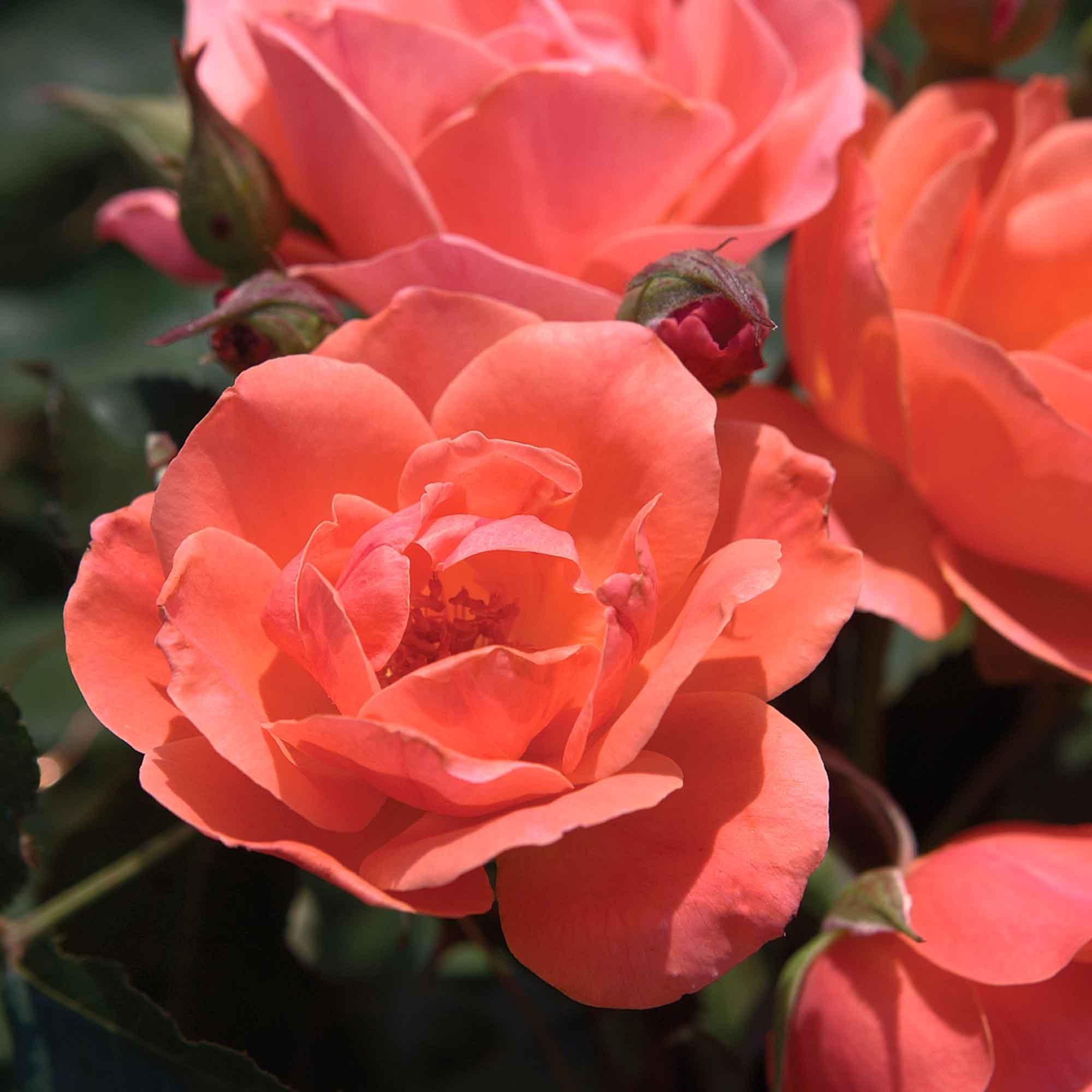 Perfect Plants Coral Knock Out Rose hedge-form plant for edging zones 5–11.