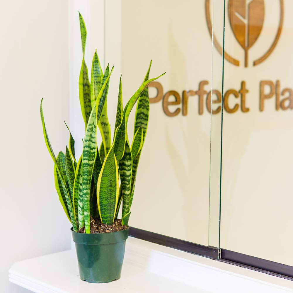 Perfect Plants guide to using in-water dilution for Sansevieria care