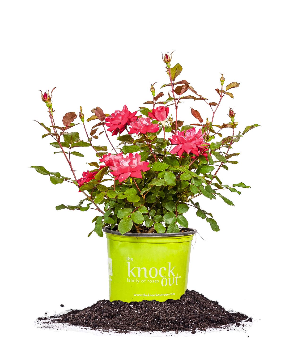 Perfect Plants Double Red Knock Out Rose bloom close-up highlighting vibrant petals for garden color