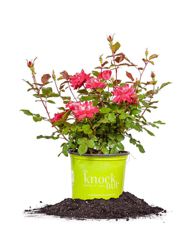 Perfect Plants Double Red Knock Out Rose bloom close-up highlighting vibrant petals for garden color