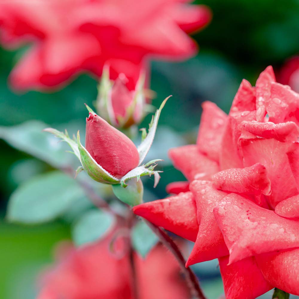Perfect Plants Rose plant with multiple buds ready for spring blooms in planters