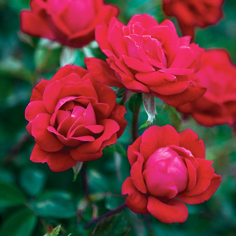 Perfect Plants Double Red Knock Out Rose mature shrub with dense foliage in a garden bed