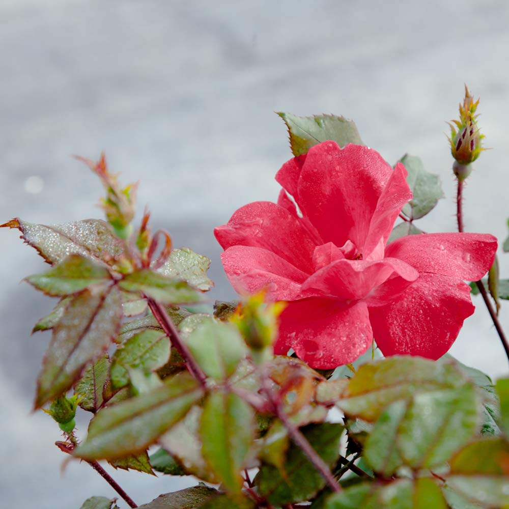 Perfect Plants Double Red Knock Out Rose in full sun garden provides long-lasting color