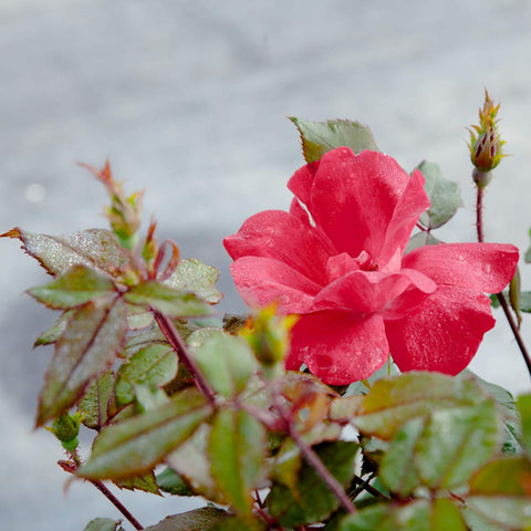 Perfect Plants Double Red Knock Out Rose in full sun garden provides long-lasting color