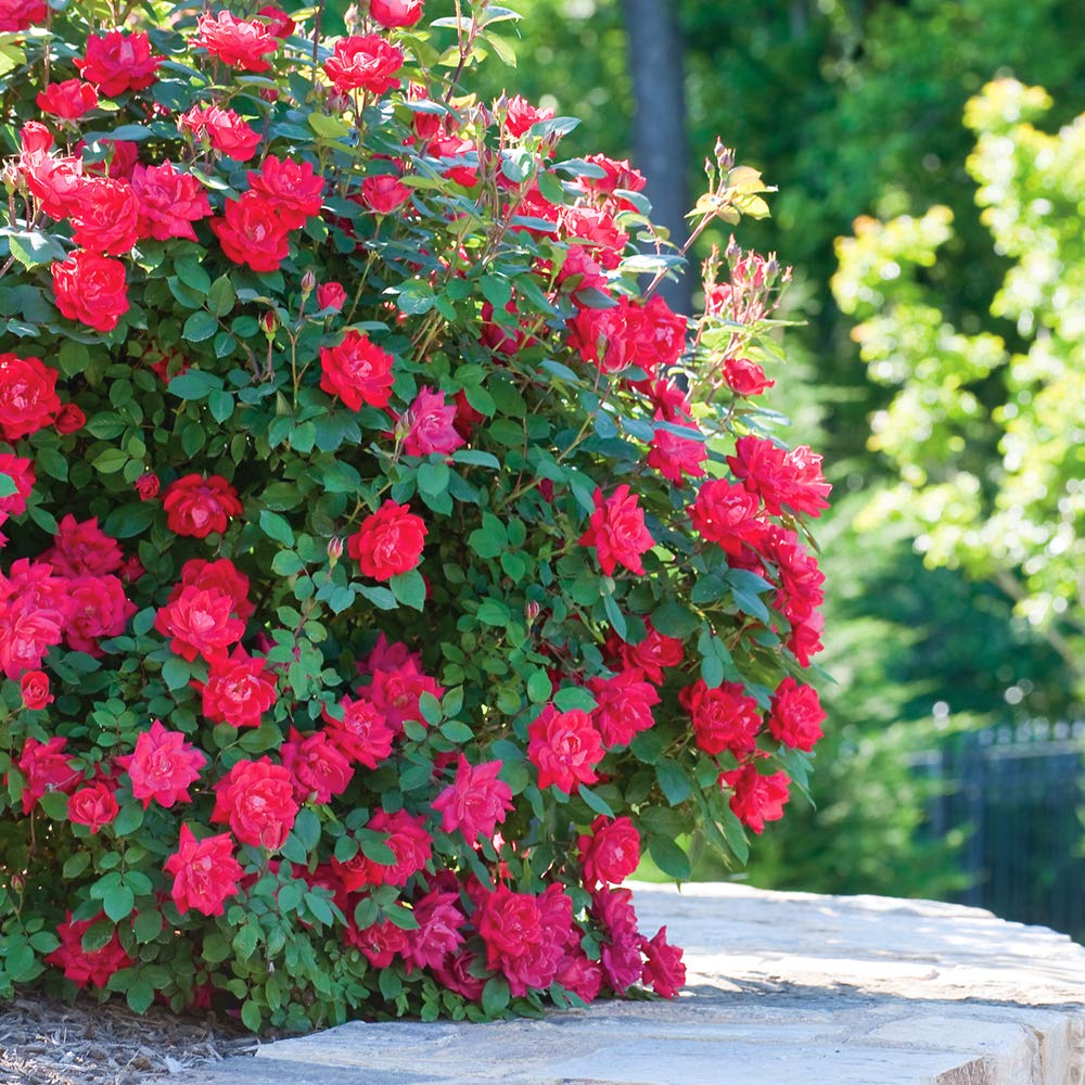 Perfect Plants Double Red Knock Out Rose pruning-ready stems help easy maintenance