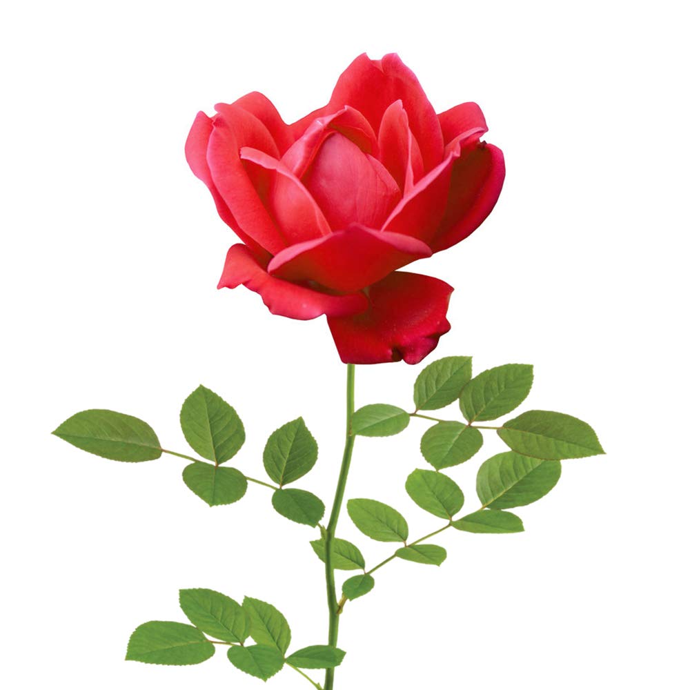 Perfect Plants Double Red Knock Out Rose sunlit border display promotes year-round color in the landscape