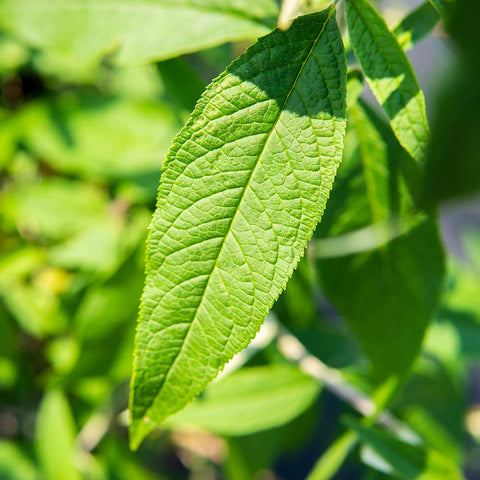 Perfect Plants drought-tolerant shrub thriving in hot sun.