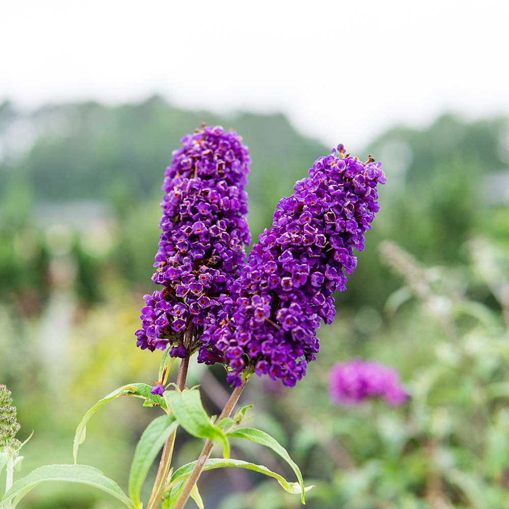Perfect Plants easy-care shrub ideal for low-maintenance landscapes.