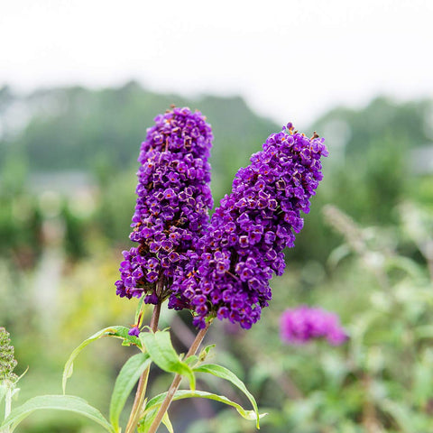 Perfect Plants easy-care shrub ideal for low-maintenance landscapes.