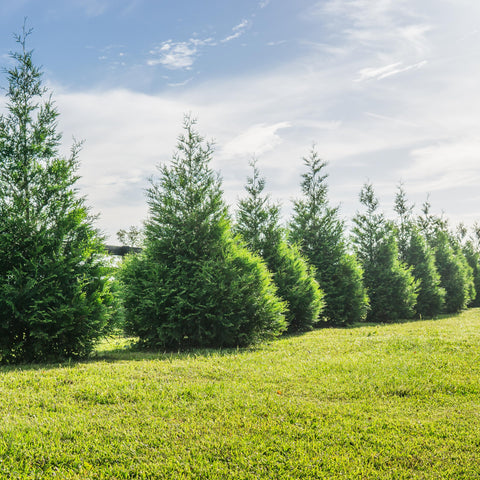 Perfect Plants easy-to-maintain evergreen that can be pruned to size.