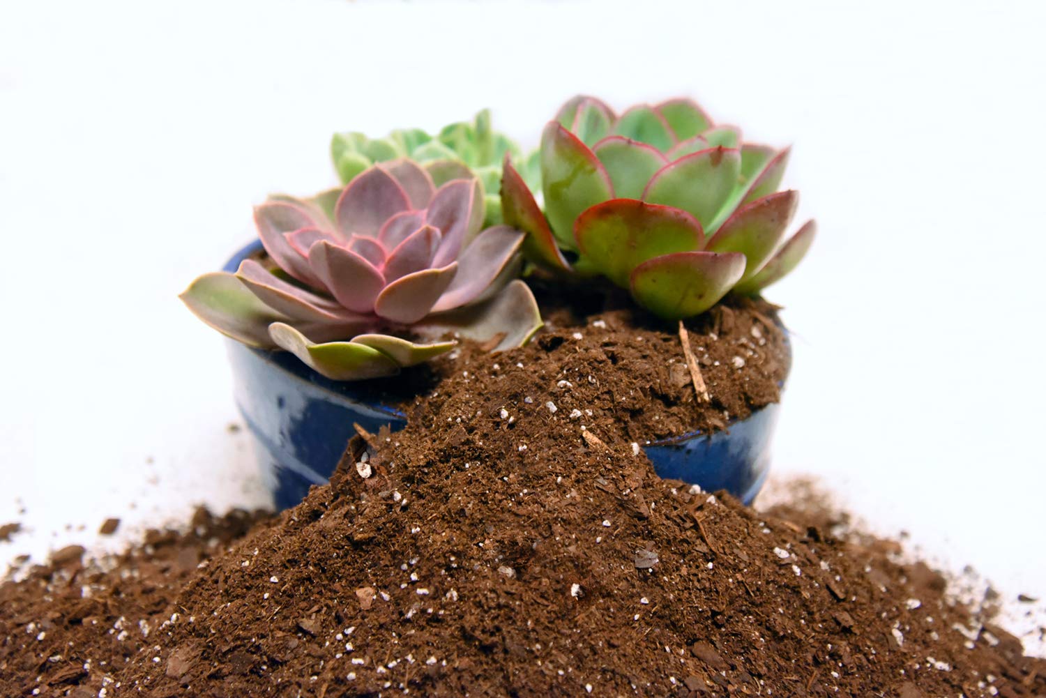 Perfect Plants soil mix eases watering management for succulents.