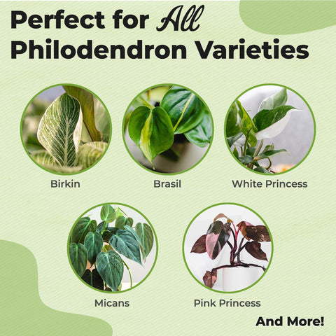 Perfect Plants fine-mist spray nozzle for even coverage on large tropical leaves