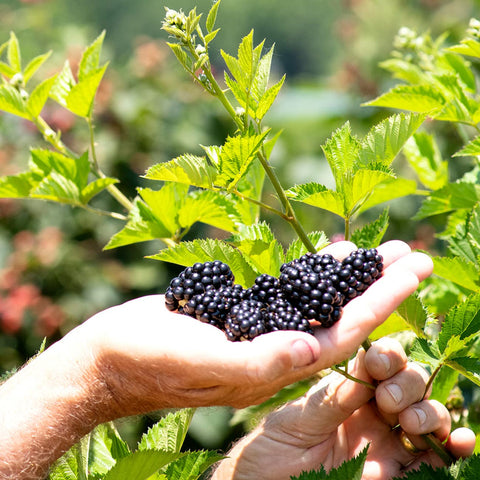 Florida nursery shipping Perfect Plants blackberry to your home for convenience.