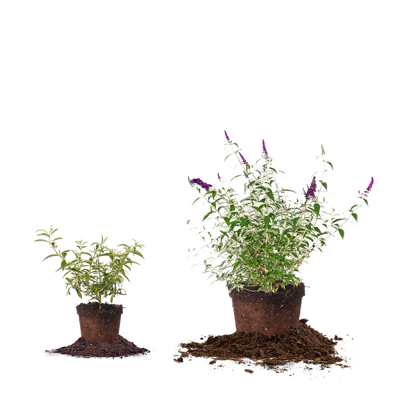 Perfect Plants fragrant blooms add aroma and color to outdoor spaces.