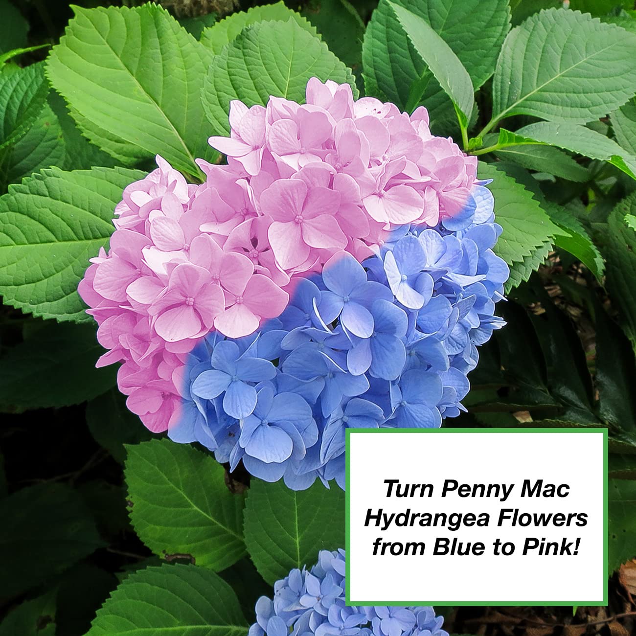 PERFECT PLANTS image shows improved nutrient uptake in fruits and vegetables.