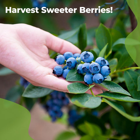 Garden scene with berry bushes and healthy fruit