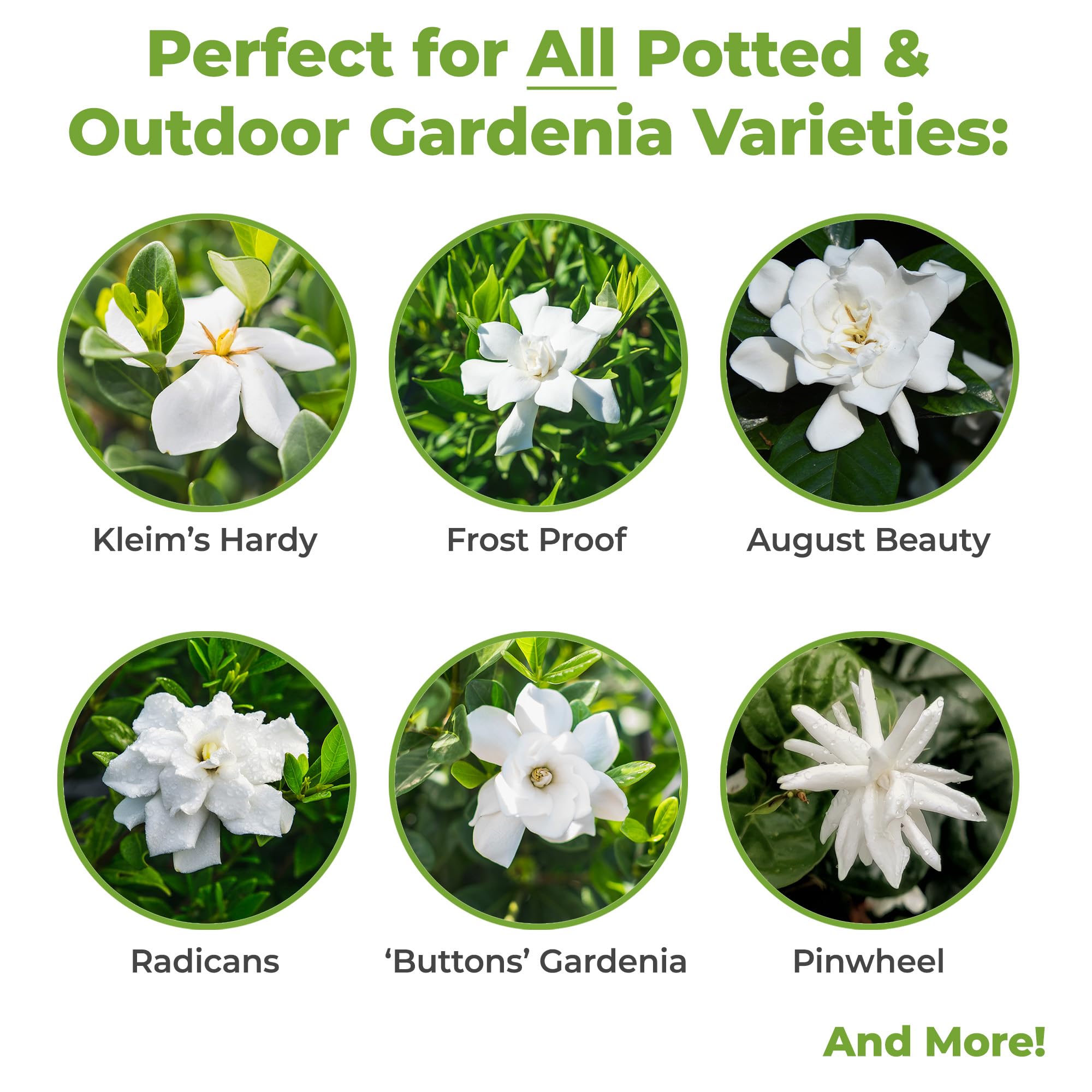 PERFECT PLANTS Gardenia liquid fertilizer provides concentrated bloom boost for indoor growth.