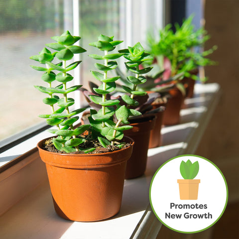 PERFECT PLANTS healthy succulent growth close-up highlights vibrant color and sturdy stems