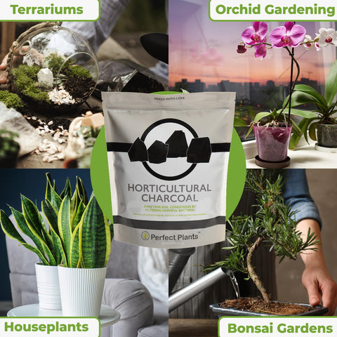Packaging of PERFECT PLANTS Horticultural Charcoal ready for potting and terrarium setups.