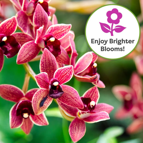 Perfect Plants indoor orchids on a windowsill benefiting from foliar nourishment.