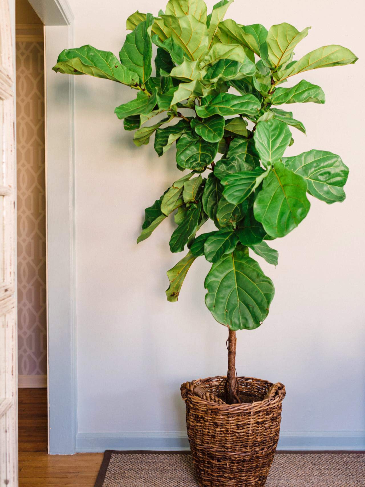 PERFECT PLANTS indoor-outdoor fig setup for versatile fertilization.