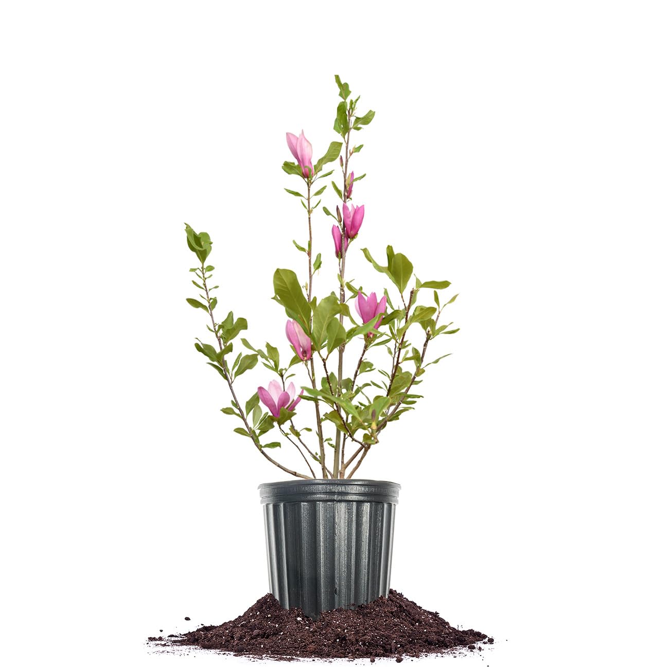 Perfect Plants Jane Magnolia live plant with vibrant blooms for year-round beauty