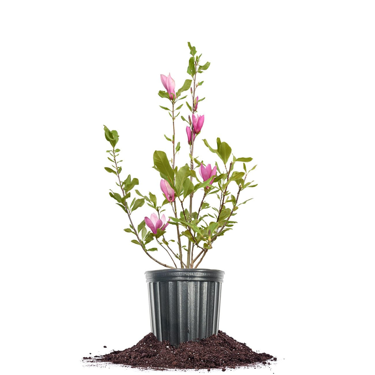 Perfect Plants Jane Magnolia live plant with vibrant blooms for year-round beauty