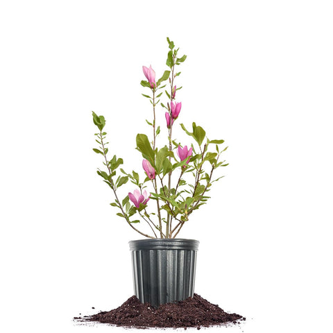 Perfect Plants Jane Magnolia live plant with vibrant blooms for year-round beauty