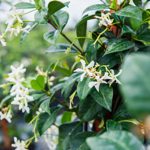 Perfect Plants Jasmine fertilizer helps promote more consistent blooms on jasmine vines.