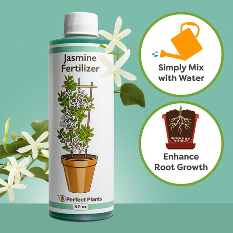 Perfect Plants Jasmine fertilizer enhances lush jasmine vine foliage for a fuller look.