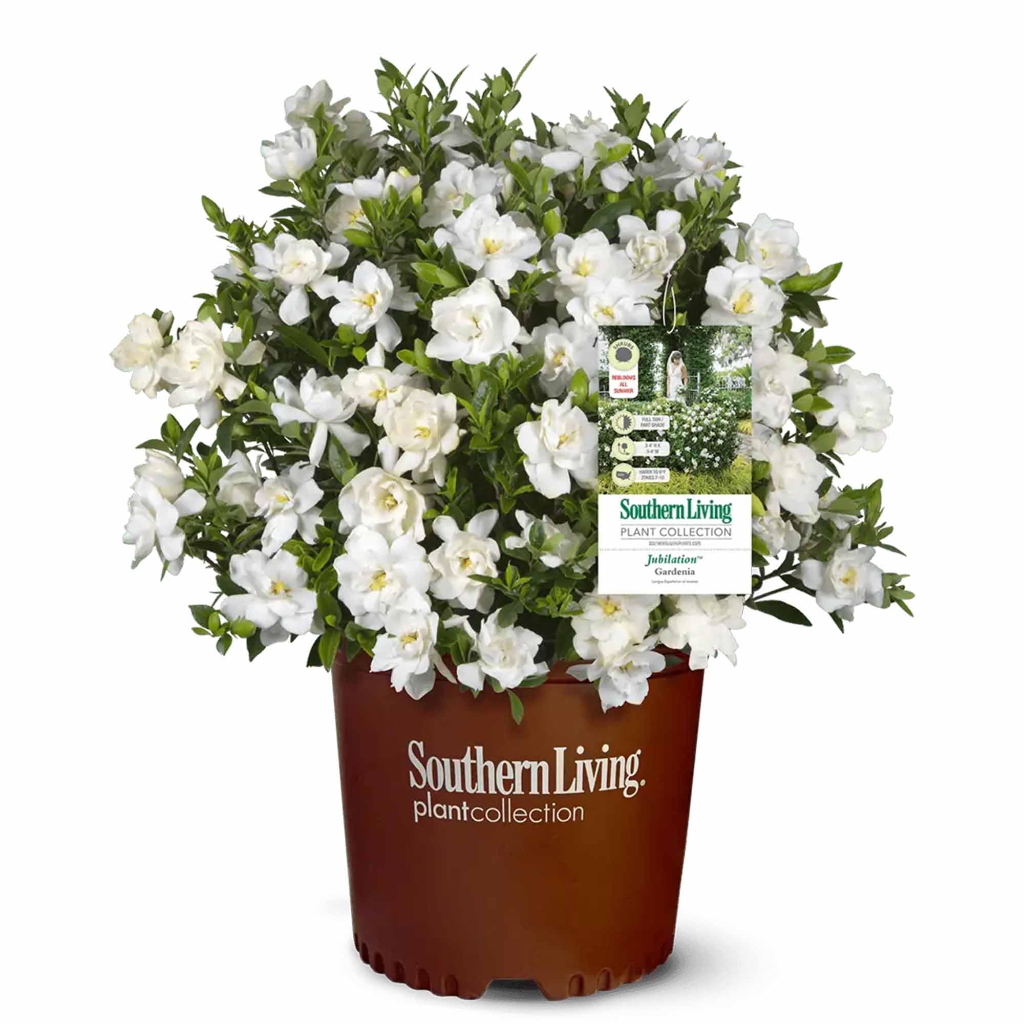 Perfect Plants Jubilation Gardenia with fragrant white blooms brighten outdoor spaces