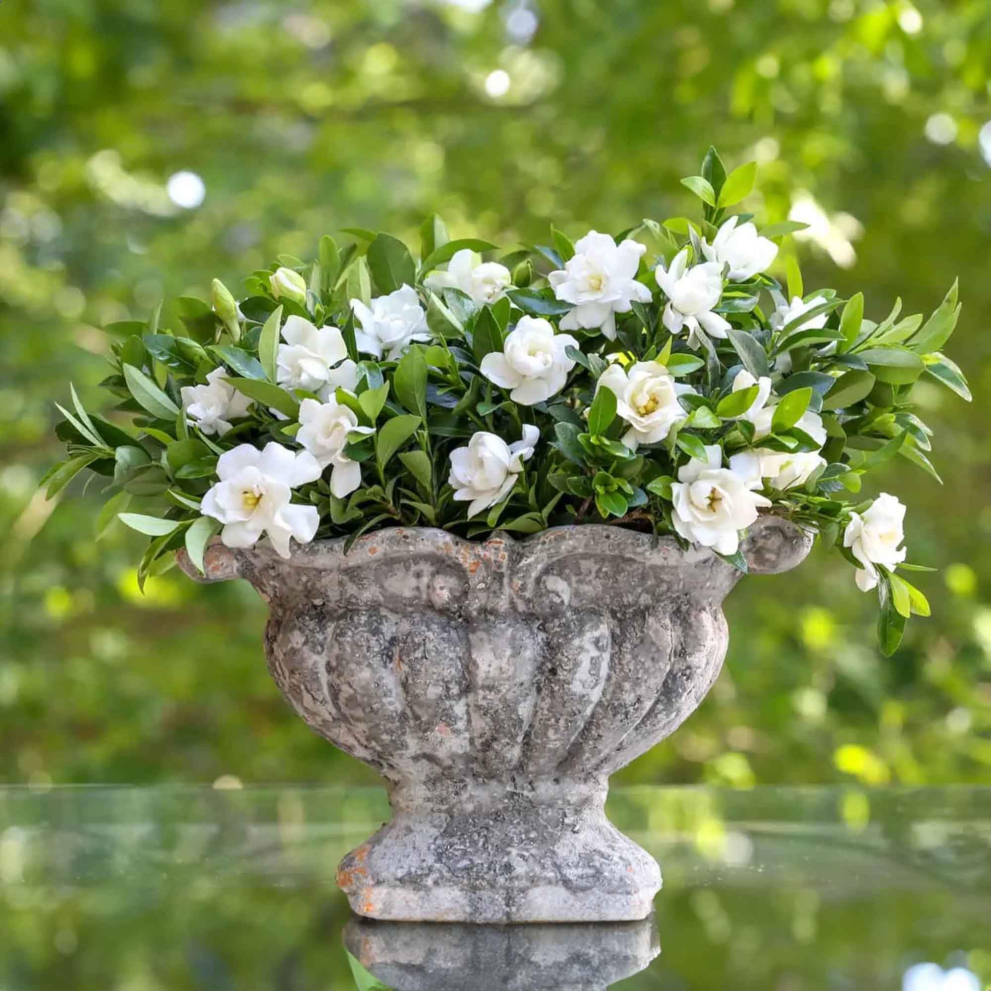 Perfect Plants Jubilation Gardenia used as a border accent along a garden path