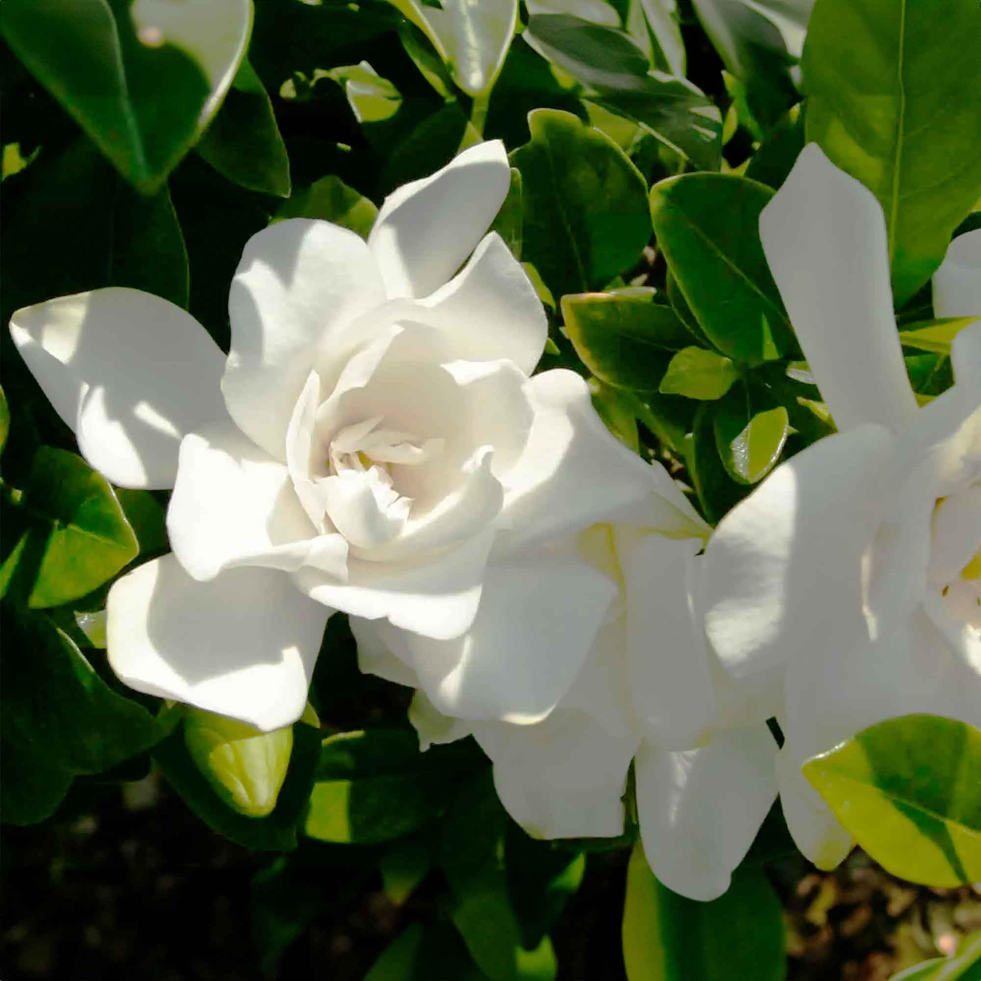 Perfect Plants Jubilation Gardenia fragrance enhances a seating area