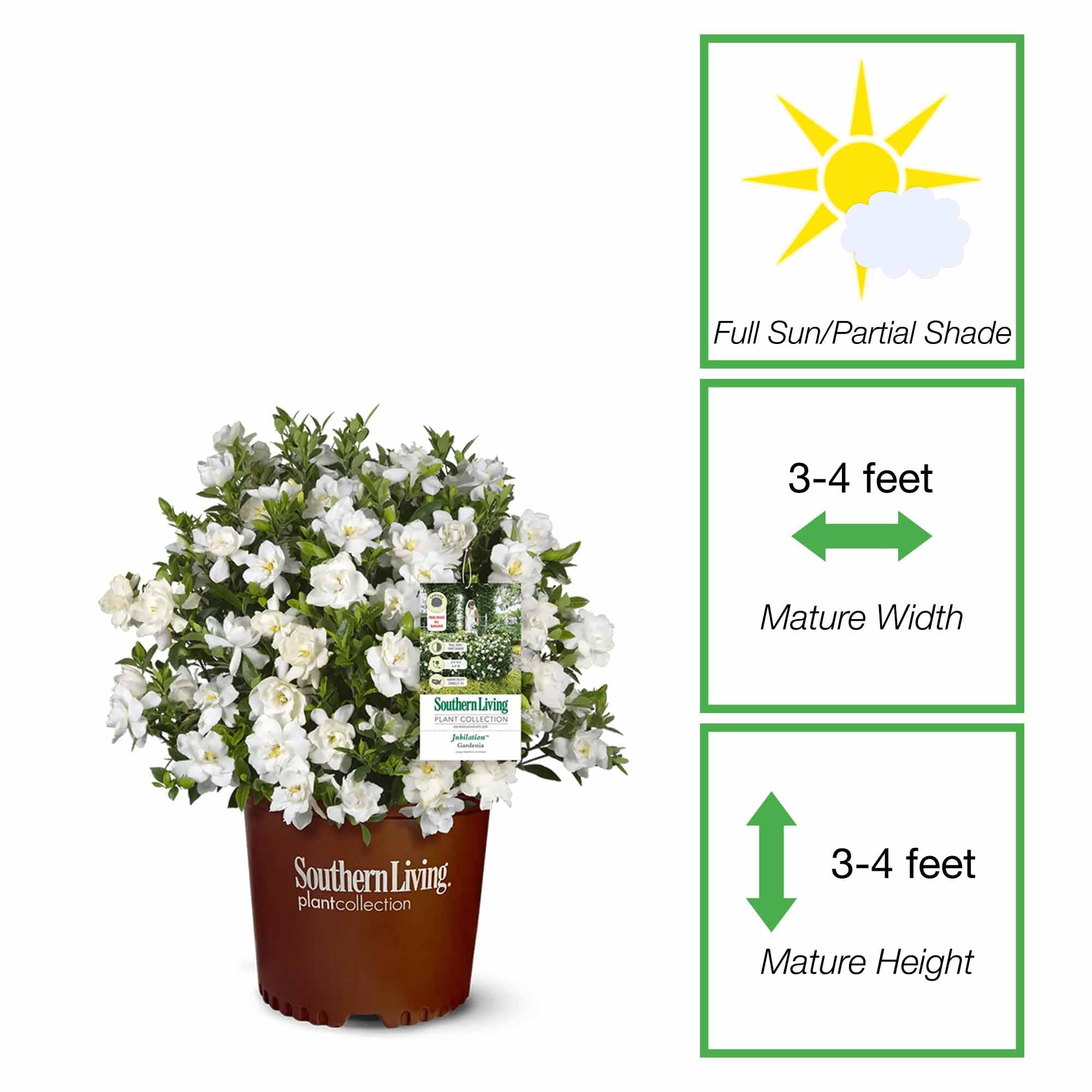 Perfect Plants Jubilation Gardenia leaves provide year-round evergreen color