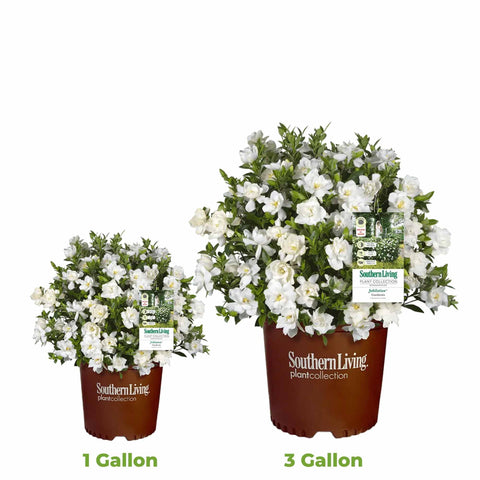Perfect Plants Jubilation Gardenia shrub with glossy foliage and blooms