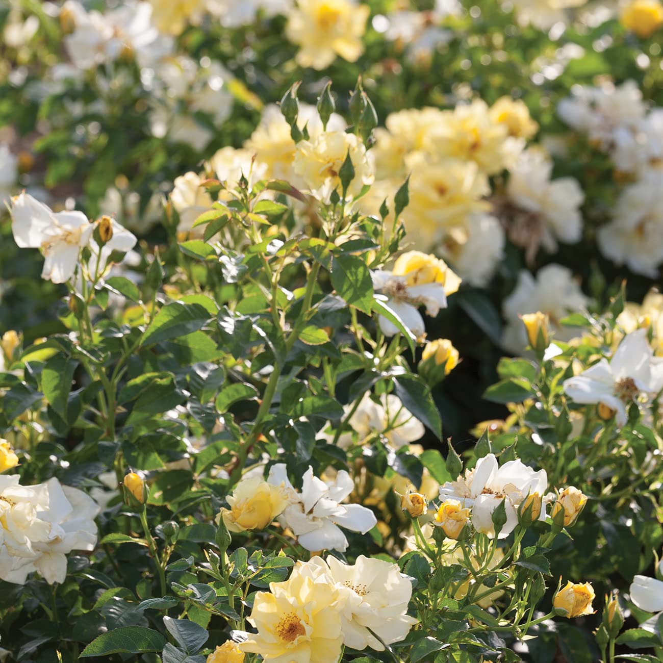 Perfect Plants Lemon Drift Rose Bush 1gal borders, blending with garden companions for an inviting look