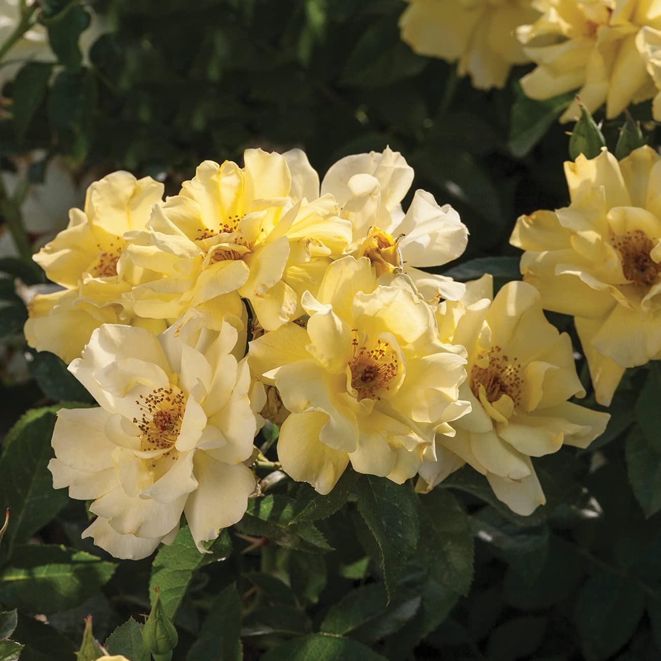 Perfect Plants Lemon Drift Rose Bush 1gal curb-appeal plant adding bright yellow flowers to landscapes