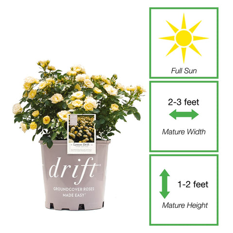 Perfect Plants Lemon Drift Rose Bush 1gal in garden bed showcasing compact size and easy maintenance