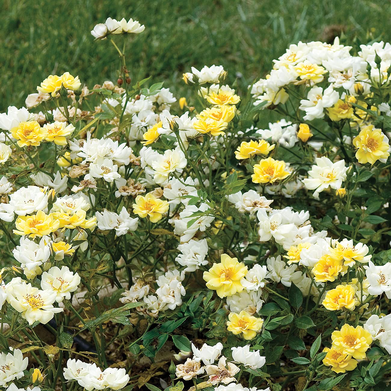 Perfect Plants Lemon Drift Rose Bush 1gal sunlit container, thriving in pots and small spaces